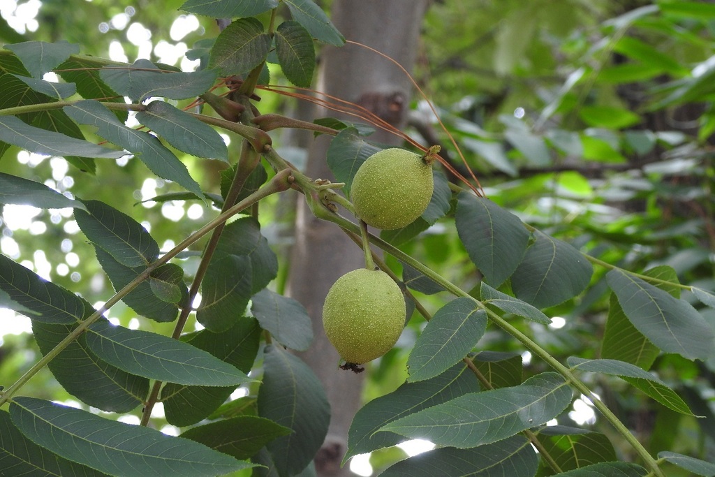 Tropical walnut
