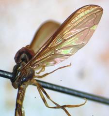 Nuntianus