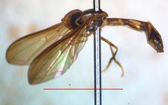Nuntianus