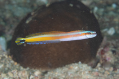 Gunnellichthys curiosus