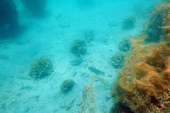 Mycteroperca rosacea