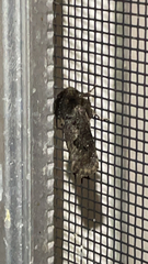 Acrolophus arcanella