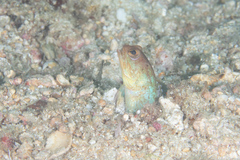 Variable Jawfish photo 2