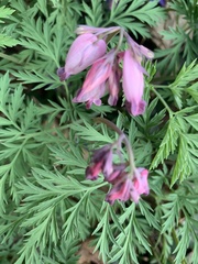 Dicentra eximia
