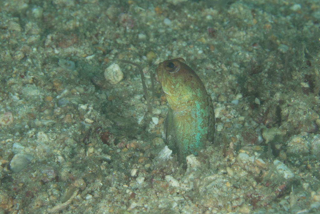 Variable Jawfish