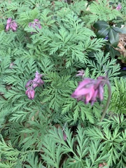Dicentra eximia