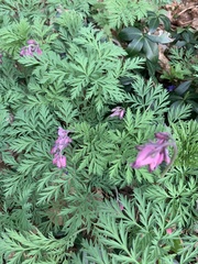Dicentra eximia