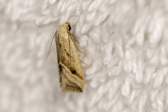 Micrathetis tecnion