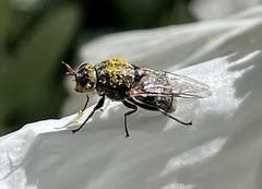 Adoxomyia