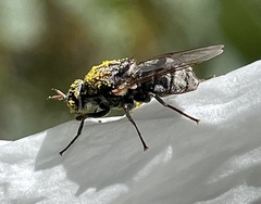 Adoxomyia