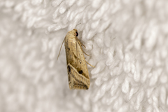 Micrathetis tecnion