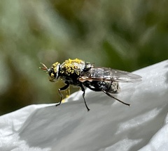 Adoxomyia