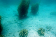 Mycteroperca rosacea