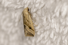Micrathetis tecnion