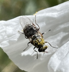 Adoxomyia