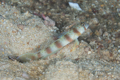 Amblyeleotris arcupinna