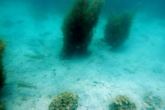 Mycteroperca rosacea