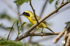Geothlypis flavovelata