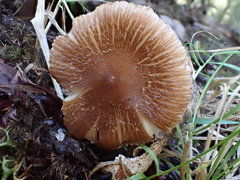 Inocybe calopedes