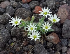 Stellaria eschscholtziana
