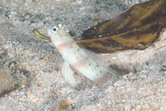 Amblyeleotris arcupinna