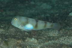 Iniistius aneitensis