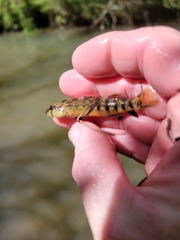 Etheostoma coosae
