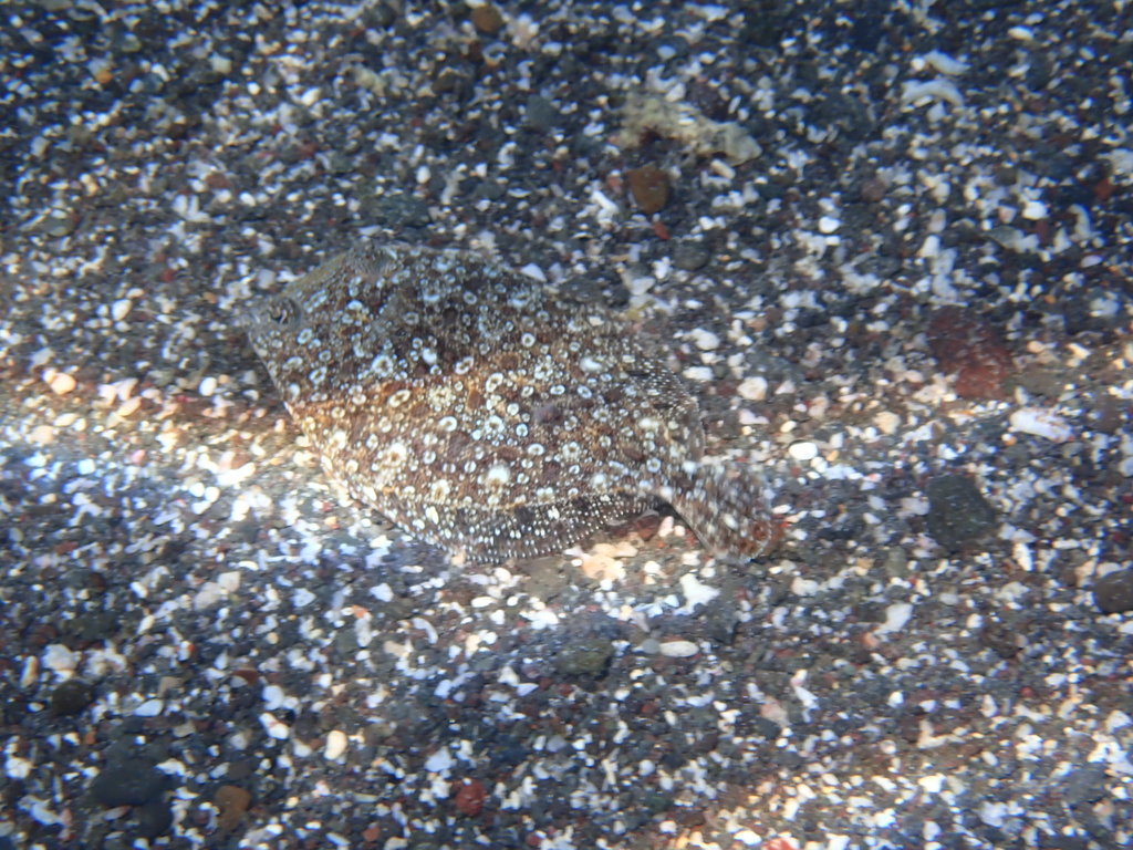 Pacific eyed flounder (Bothus constellatus) — Bothidae