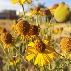 Helenium mexicanum