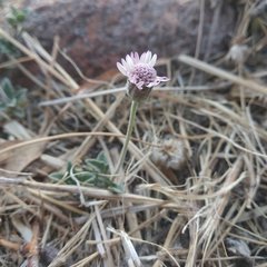 Tridax mexicana