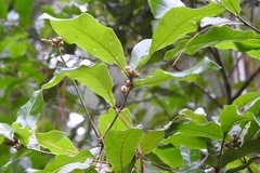 Quercus sapotifolia