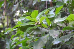 Quercus sapotifolia