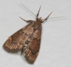 Hypsopygia phoezalis