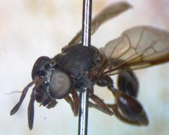 Rhopalosyrphus