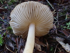 Inocybe calopedes