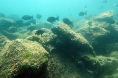 Girella simplicidens