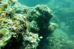 Crocodilichthys gracilis