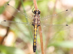 Leucorrhinia intacta