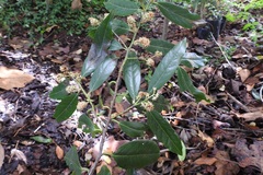 Prunus tuberculata