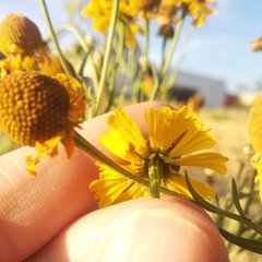Helenium mexicanum