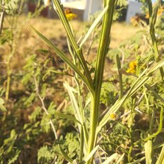 Helenium mexicanum