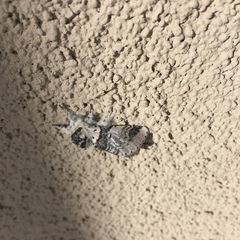 Furcula scolopendrina