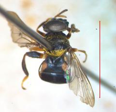 Lepidomyia