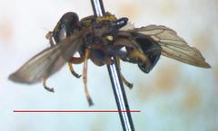Lepidomyia
