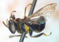 Lepidomyia