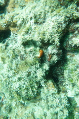 Lythrypnus dalli