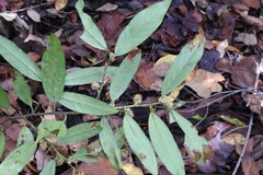 Prunus tuberculata