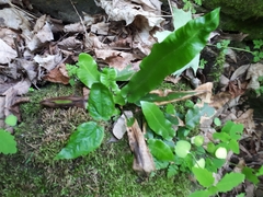 Asplenium scolopendrium americanum