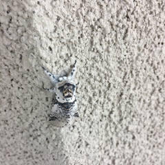 Furcula scolopendrina