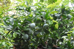 Olmediella betschleriana